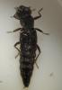 Stenus sp.